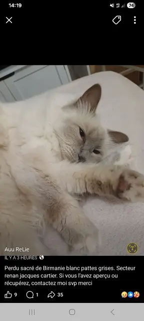 chatte lost   02300 Chauny Tina