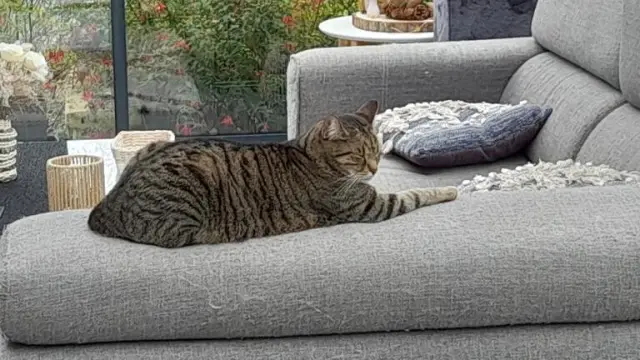 chatte lost   02400 Essômes-sur-Marne Toupie