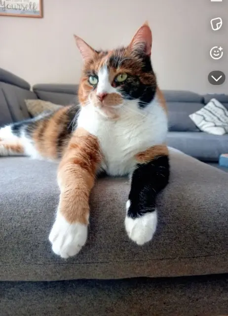 chatte lost   02520 Flavy-le-Martel Tricot