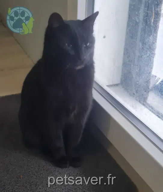 gata lost   02200 Villeneuve-Saint-Germain Vanille