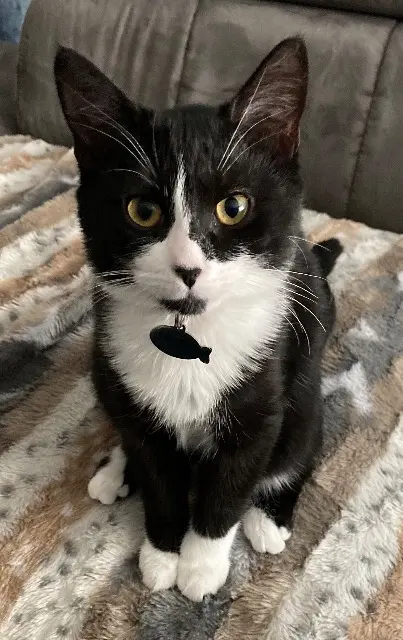 chatte lost   02190 Villeneuve-sur-Aisne Soquette