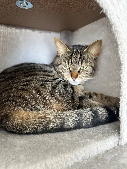 chatte lost   02190 Villeneuve-sur-Aisne Théa