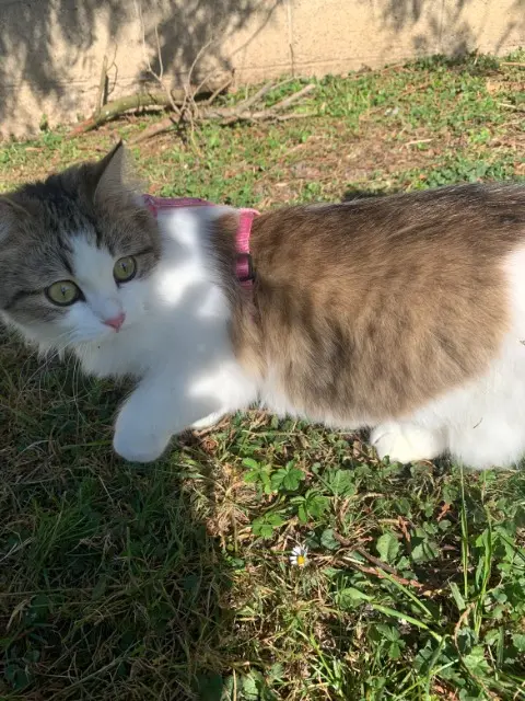 chatte lost   02200 Soissons Vénus