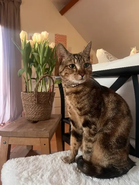 chatte lost   02290 Berny-Rivière Yuki