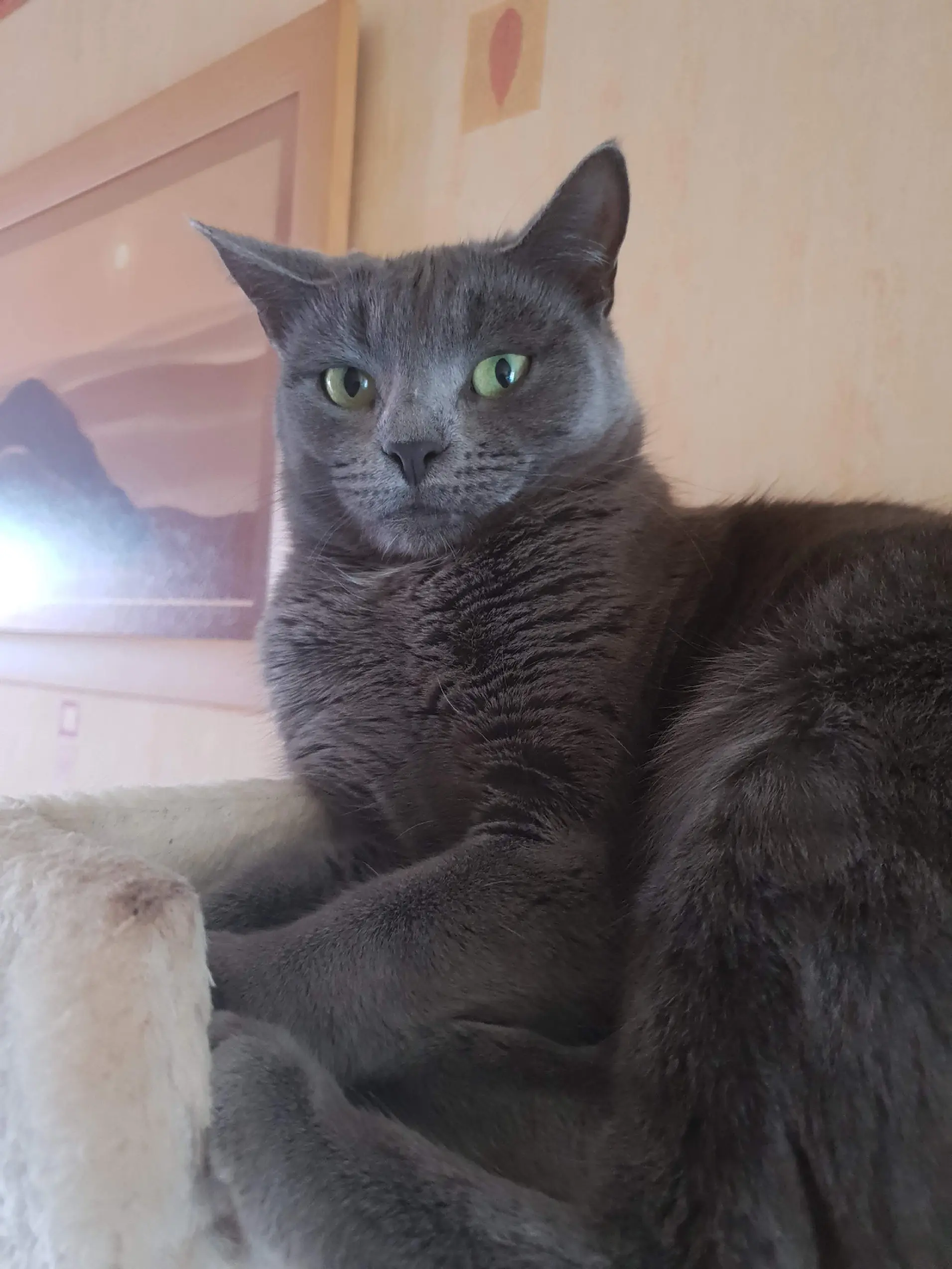 Chatte Perdue 03 Allier Chatte Perdue 03 Allier