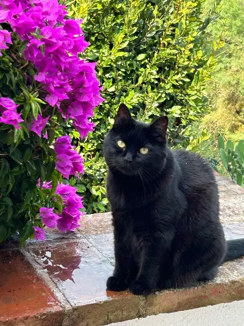 chatte lost   03100 Montluçon Arrndt