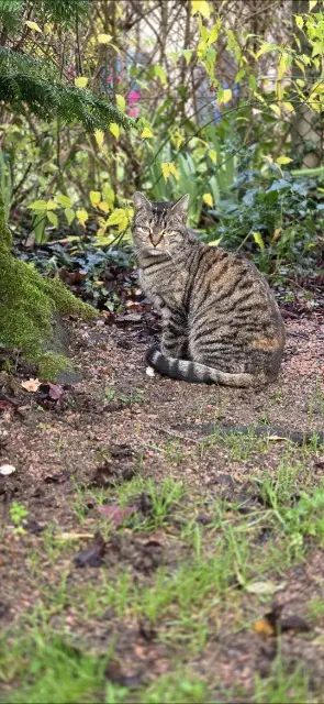 chatte lost   03120 Lapalisse Bella