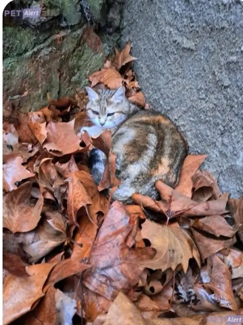 chatte lost   03100 Montluçon Cafrine