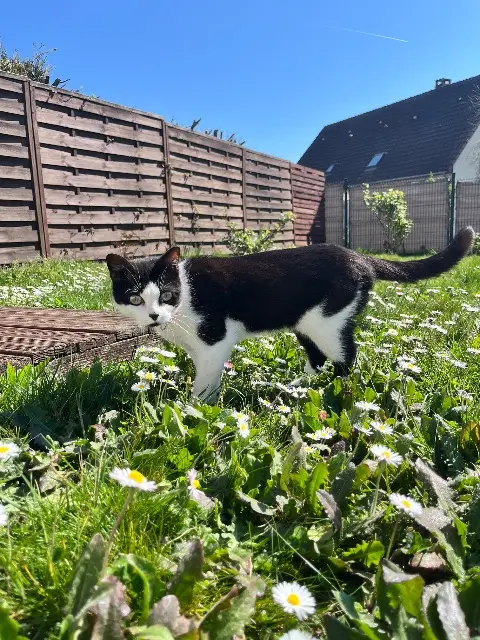 chatte lost   03390 Montmarault Chachou