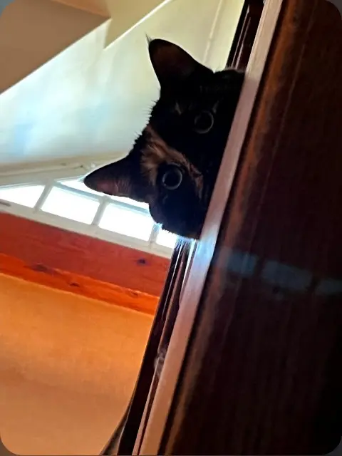 chatte lost   03100 Montluçon Chatondiane