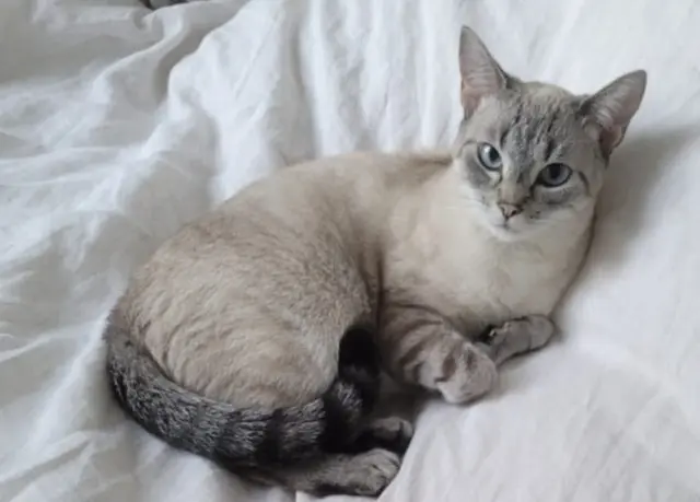 chatte lost   03000 Avermes Compote