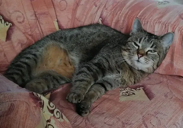 chatte lost   03160 Saint-Aubin-le-Monial Croquette