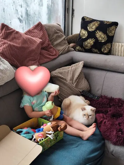 chatte lost   03160 Saint-Léopardin-d'Augy Duchesse