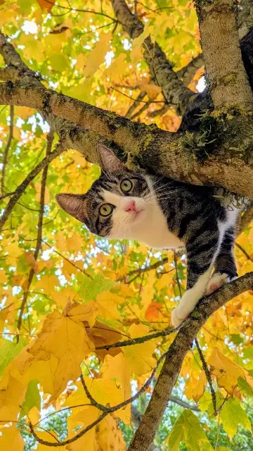 chatte lost   03310 Durdat-Larequille Utah