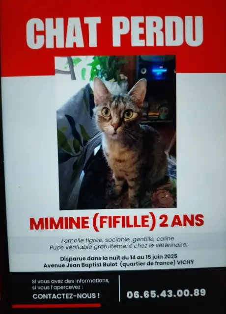 chatte lost   03200 Vichy Fifille