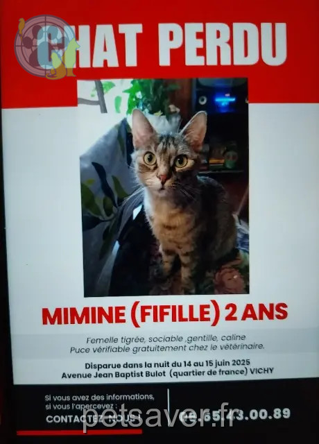 Katze vermisst 03200 Vichy Fifille Katze lost 03200 Vichy Fifille