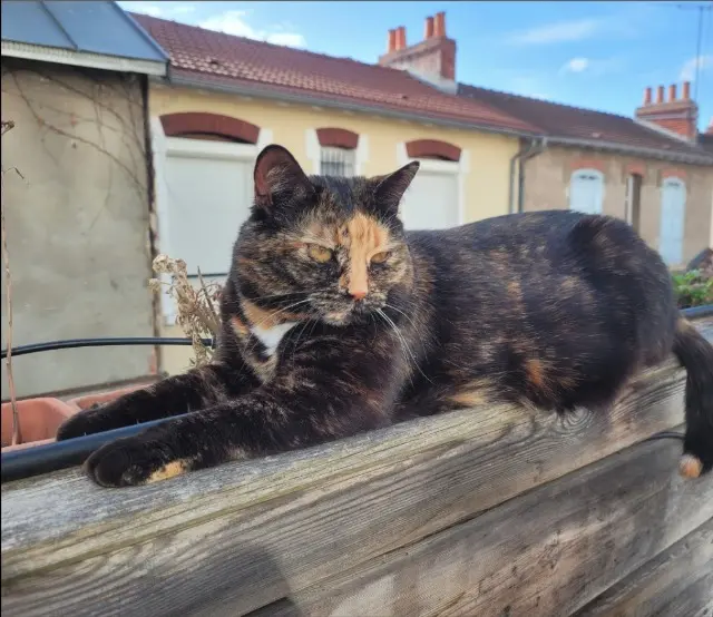 chatte lost   03200 Vichy Grybouille