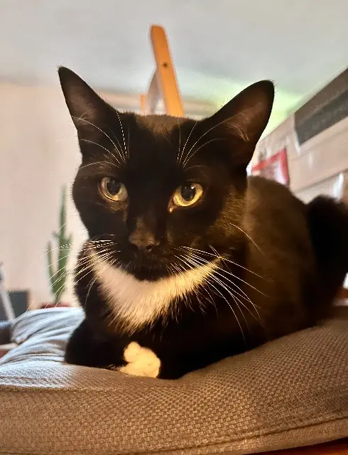 chatte lost   03190 Haut-Bocage Xena