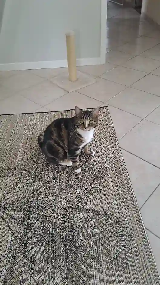 Chatte Perdue 03 Allier - Hermione Chatte Perdue 03 Allier - Hermione