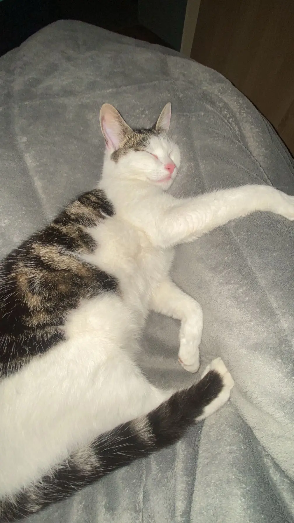 Chatte Perdue 03 Allier - Inaya Chatte Perdue 03 Allier - Inaya