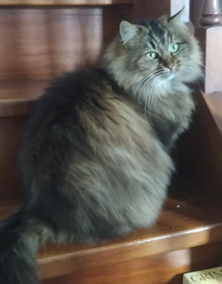 Katze vermisst 4 Rue de la Garenne 03000 Neuvy Isis Katze lost 4 Rue de la Garenne 03000 Neuvy Isis