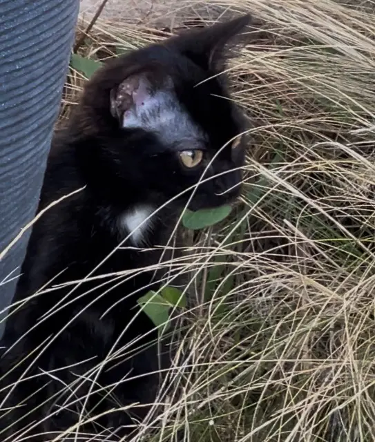 chatte lost   03600 Commentry June