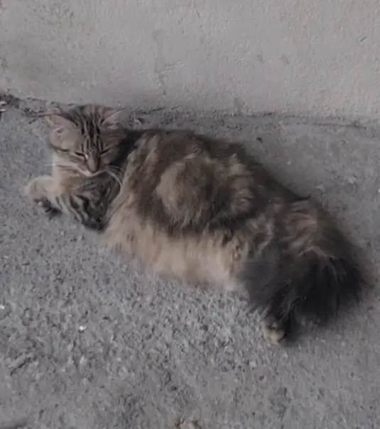 chatte lost   03100 Montluçon Lili