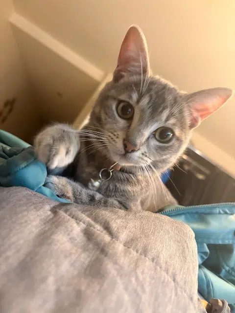 chatte lost   03100 Montluçon Lola