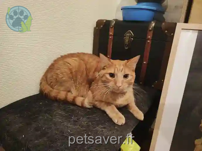 Chatte Perdue 03 Allier - Lumy Chatte Perdue 03 Allier - Lumy