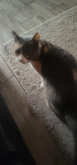 chatte lost   03600 Commentry minette