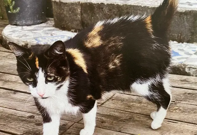 chatte lost   03000 Moulins Mitsi