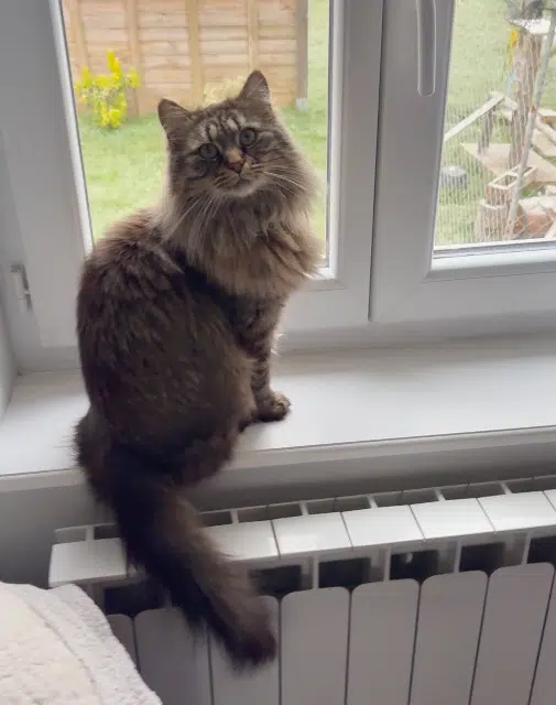 chatte lost   03120 Lapalisse Moly