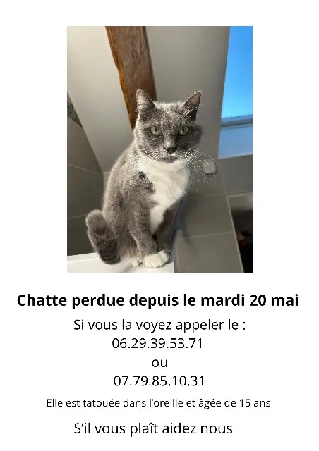 chatte lost   03410 Domérat Moumoune