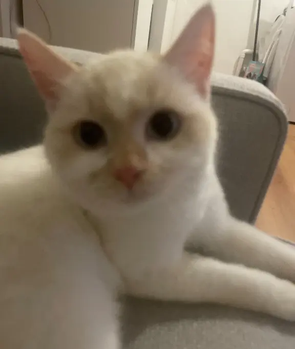 Chatte Perdue 03 Allier - Mueza-ou-mimine Chatte Perdue 03 Allier - Mueza-ou-mimine
