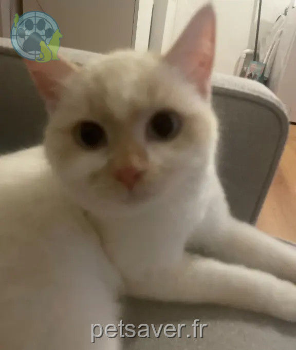 Chatte Perdue 03 Allier - Mueza-ou-mimine Chatte Perdue 03 Allier - Mueza-ou-mimine