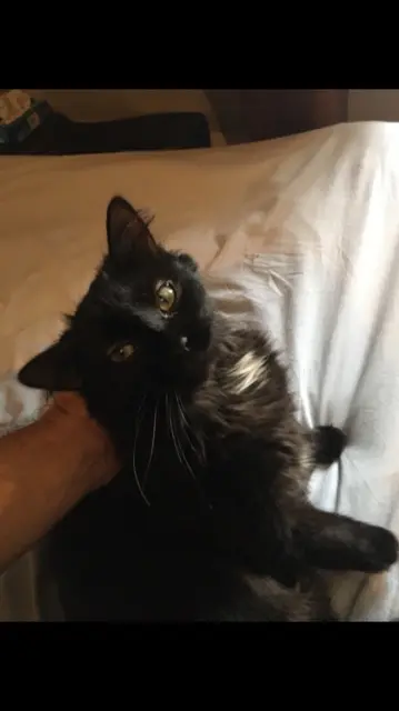 chatte lost   03000 Neuvy Nana