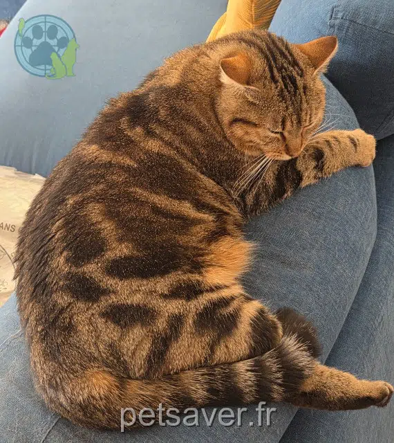 chatte lost   03200 Vichy Olympe