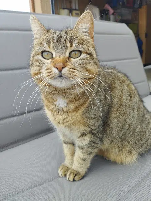 chatte lost   03500 Cesset Plume