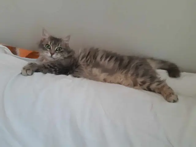 chatte lost   03000 Moulins Plume