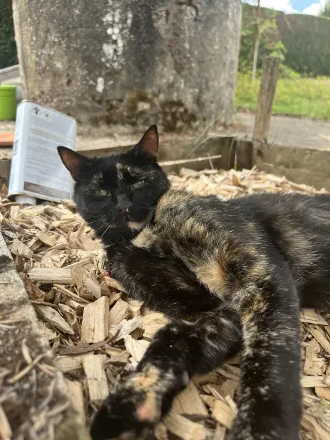 chatte lost   03600 Commentry Praline