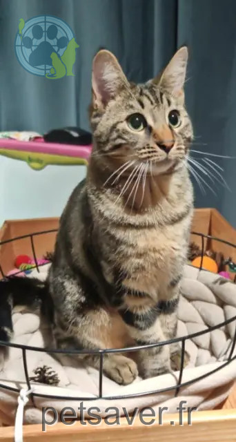 Katze vermisst 03800 Saint-Bonnet-de-Rochefort Praline Katze lost 03800 Saint-Bonnet-de-Rochefort Praline