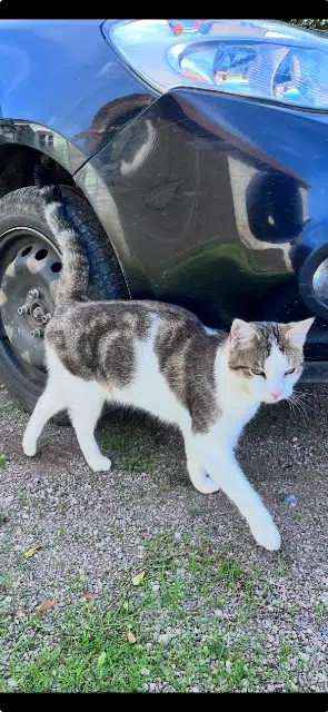 chatte lost   03130 Montcombroux-les-Mines Pristie