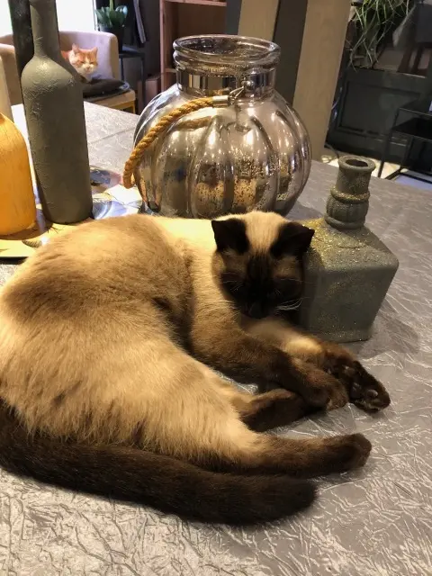 chatte lost   03170 Doyet Puce