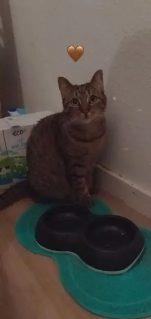 chatte lost   03240 Le Montet Rio