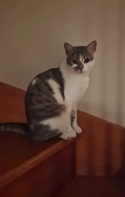 chatte lost   03100 Montluçon Rosalie