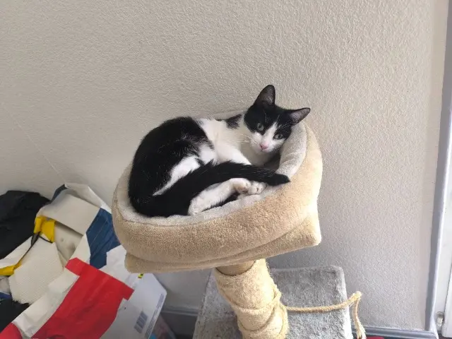 chatte lost   03200 Le Vernet Ruby