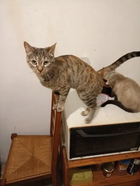 chatte perdue 03100 Montluçon Sally alias Mimi chatte lost 03100 Montluçon Sally alias Mimi