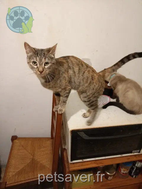 chatte perdue 03100 Montluçon Sally alias Mimi chatte lost 03100 Montluçon Sally alias Mimi