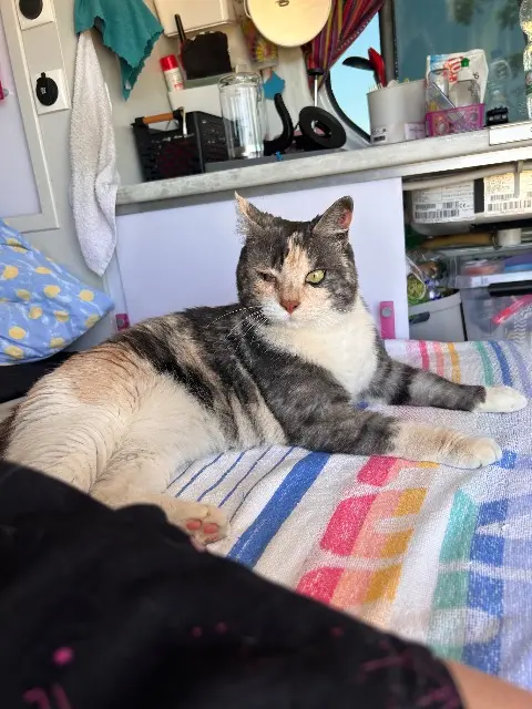 chatte lost   03000 Moulins Sauterelle