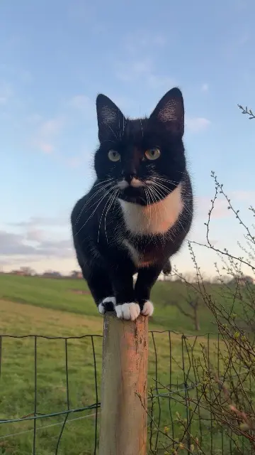 chatte lost   03300 Saint-Étienne-de-Vicq Tequila